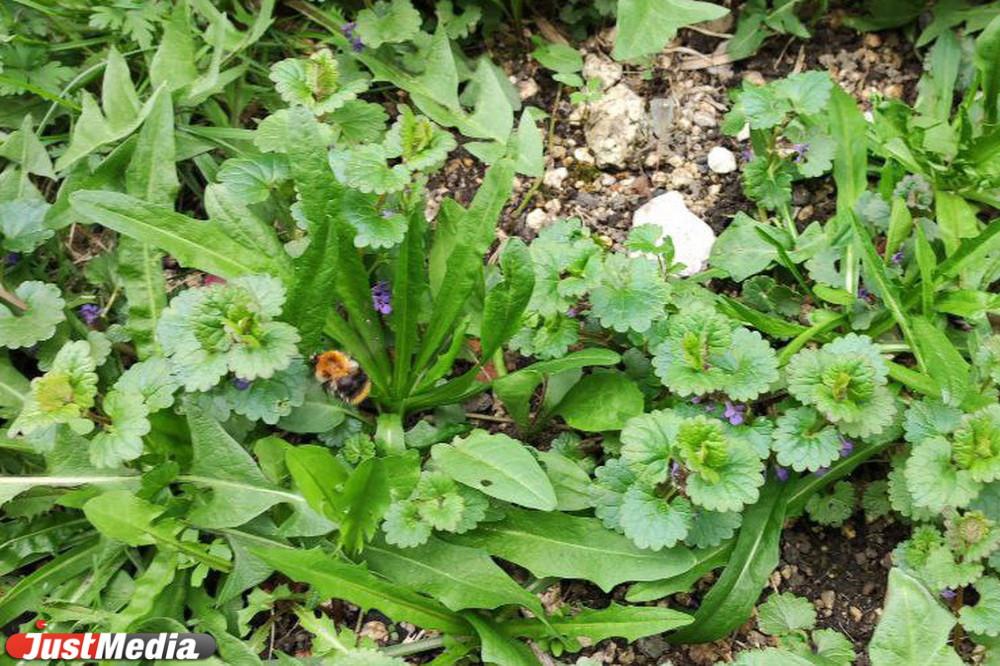 В Пышминском районе пчелы с местной пасеки искусали людей - Фото 1