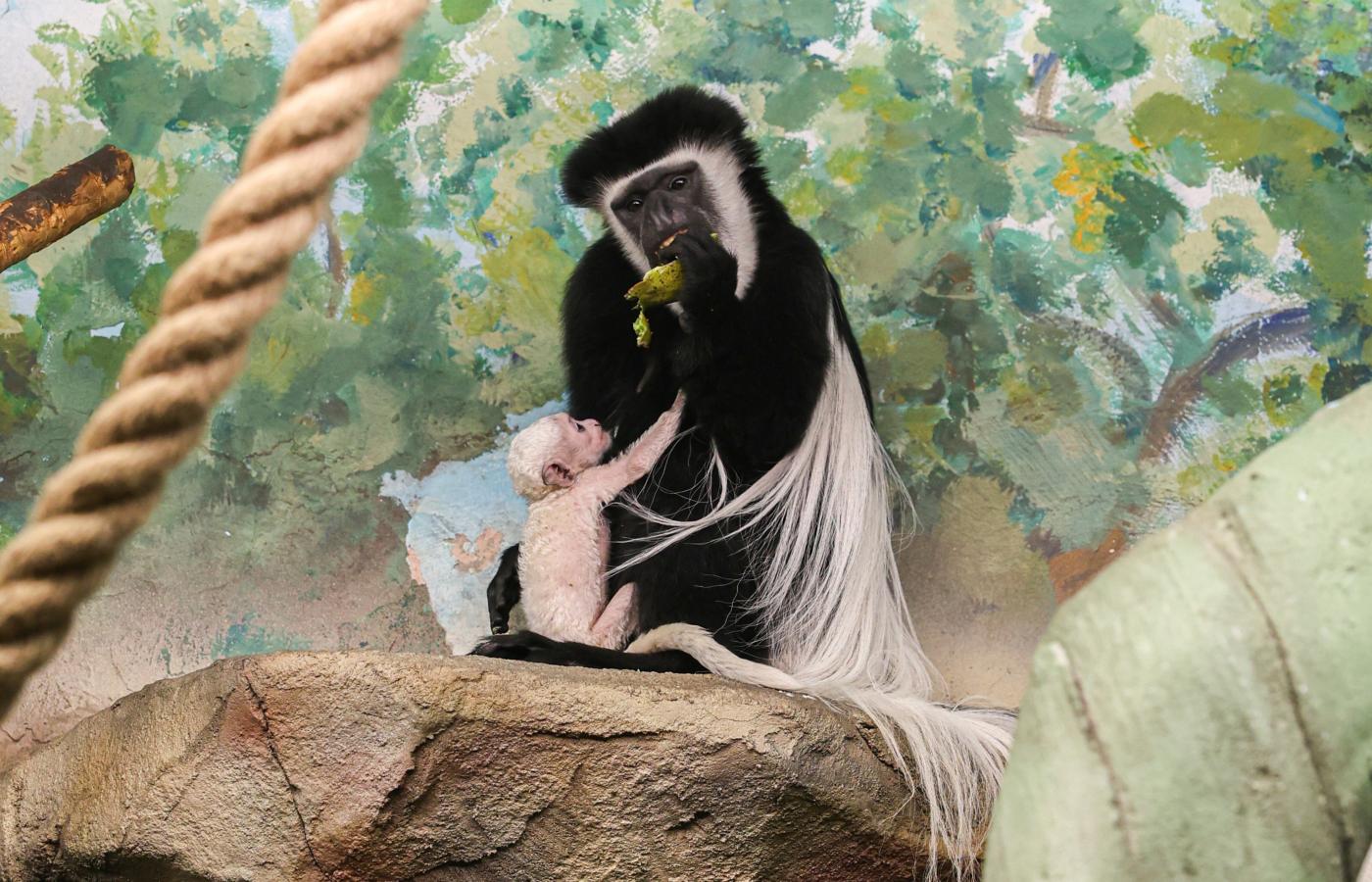 В зоопарке Екатеринбурге в семье восточных колобусов Кита и Иры появился малыш - Фото 1