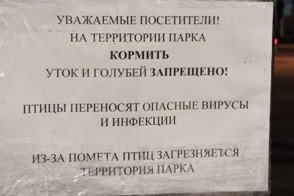 В Дендропарке на Первомайской запретили кормить уток - Фото 1