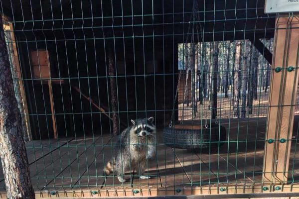 В Каменском городском округе выявили незаконный контактный зоопарк - Фото 1