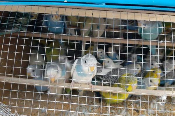 В Екатеринбург из Краснодарского края прилетели почти 600 попугаев и неразлучников - Фото 1