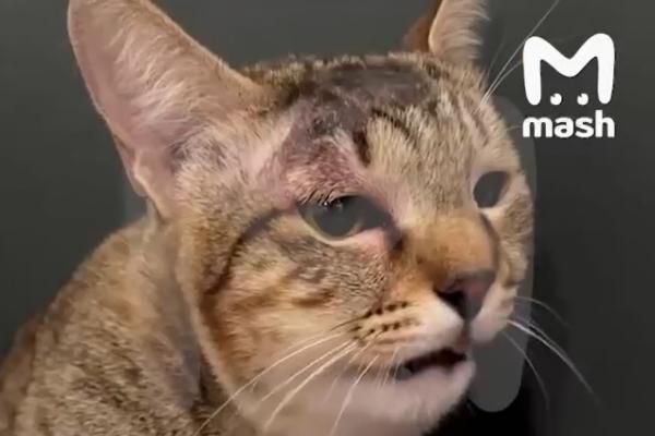 Кошка спасла семью екатеринбуржцев от ядовитой змеи во время отдыха на Бали - Фото 1