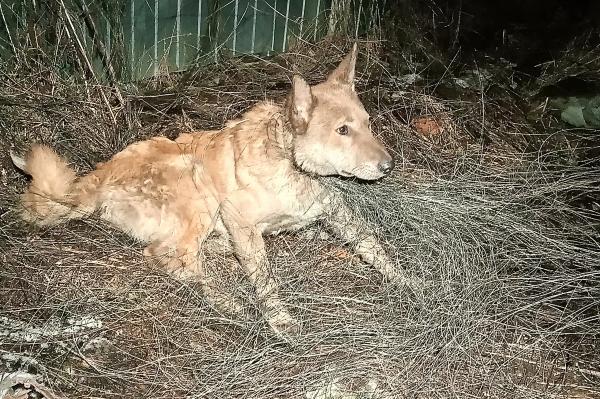 В Екатеринбурге спасли собаку, которая несколько дней провела на пустыре, запутавшись в проволоке - Фото 1
