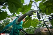 Правительство увеличило «подъемные» начинающим свердловским сельхозработникам