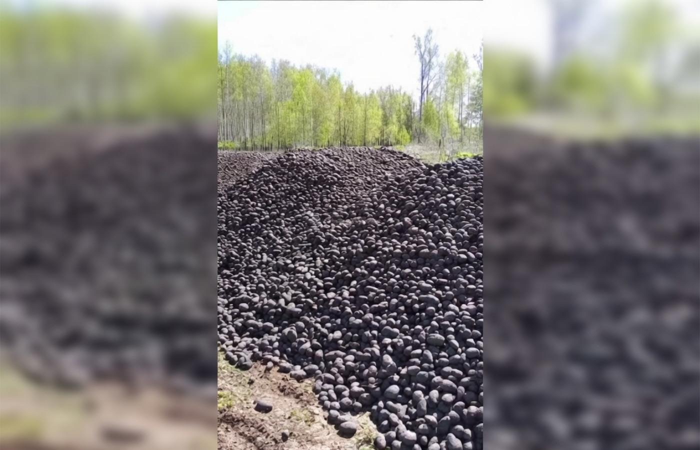 Фермер объяснил, почему выкинул около 200 тонн картошки под Богдановичем - Фото 1