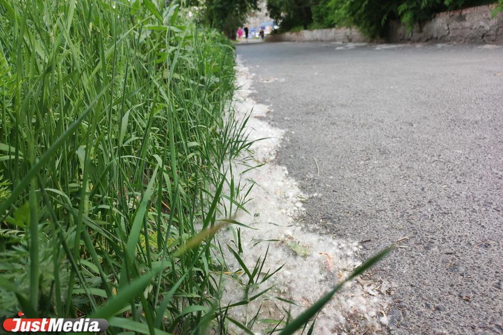 В Китае пенсионер поджег тополиный пух, из-за чего сгорели 20 автомобилей - Фото 1