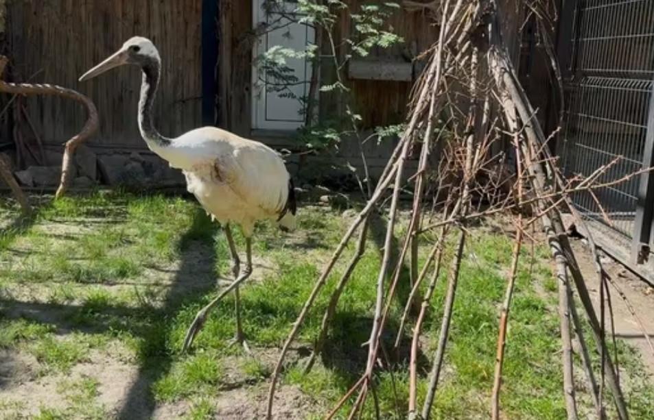 Редкий японский журавль Юто появился в зоопарке Челябинска - Фото 1