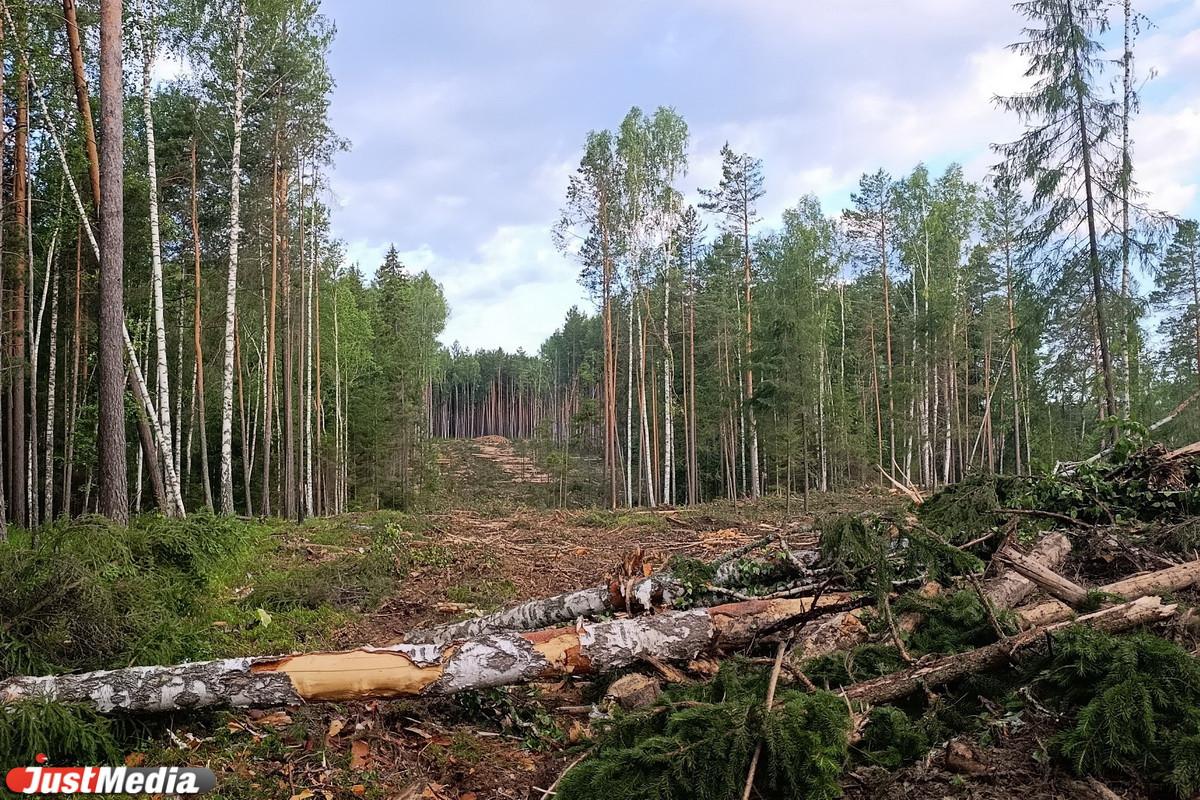 Масштабную вырубку леса обнаружили в районе поселка Лосиный в Свердловской области - Фото 1