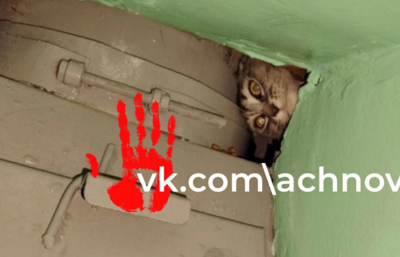 Жители многоэтажки в Челябинске пытаются спасти кота, застрявшего в мусоропроводе - Фото 1