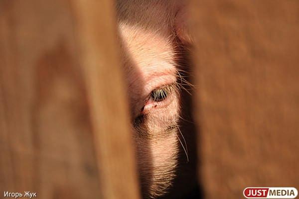 Пожар на свинокомплексе в Забайкальском крае унес жизни 1,2 тысячи свиней - Фото 1