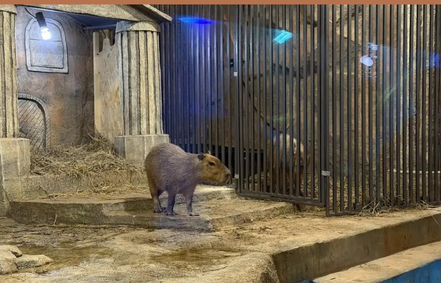 Кроша станет парой для капибары Вениамина в Оренбургском океонариуме - Фото 1