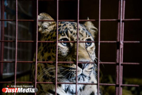 «Когда мы приезжаем, нас начинают тихо ненавидеть». Уходим за кулисы цирка вместе с артистами шоу Гии Эрадзе - Фото 16