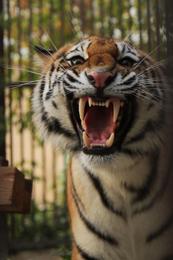 Амурскую тигрицу выпустили к посетителям Екатеринбургского зоопарка - Фото 2