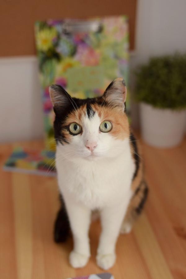 Пушистик Санни с большими удивленными глазами ищет дом через JUSTПУХ  - Фото 2