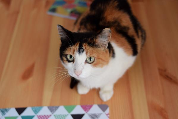 Пушистик Санни с большими удивленными глазами ищет дом через JUSTПУХ  - Фото 3