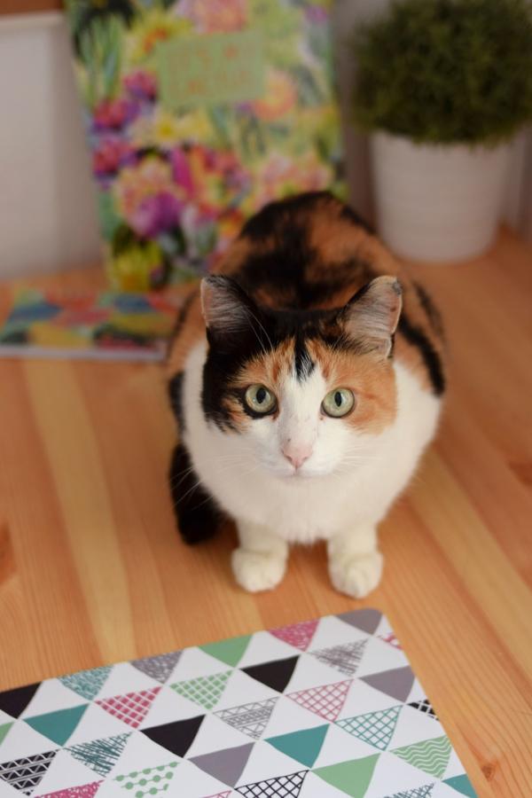 Пушистик Санни с большими удивленными глазами ищет дом через JUSTПУХ  - Фото 4