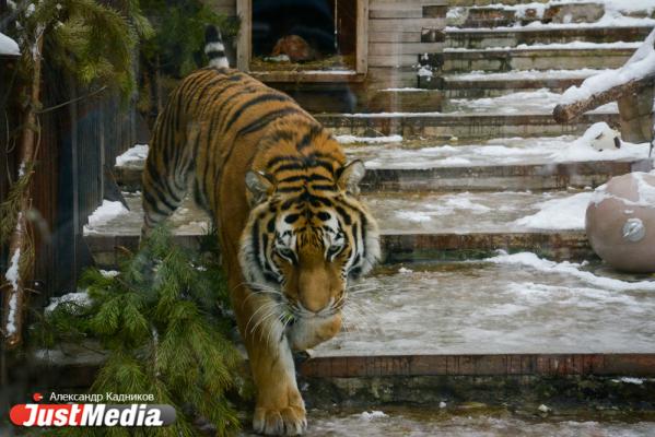 Елена Дронова, специалист отдела по СМИ Екатеринбургского зоопарка: «В холода наши питомцы прячутся в домики и не показываются». В Екатеринбурге -9 ФОТО, ВИДЕО - Фото 3