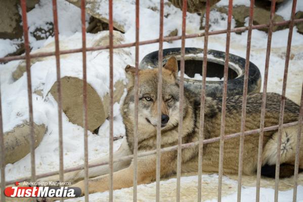 Елена Дронова, специалист отдела по СМИ Екатеринбургского зоопарка: «В холода наши питомцы прячутся в домики и не показываются». В Екатеринбурге -9 ФОТО, ВИДЕО - Фото 4