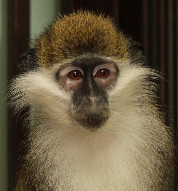 В Екатеринбургском зоопарке поселились три верветки  - Фото 2
