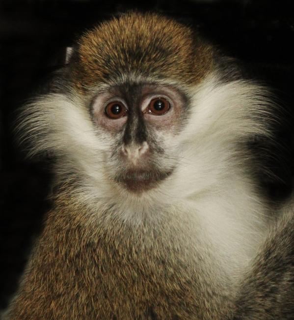 В Екатеринбургском зоопарке поселились три верветки  - Фото 3