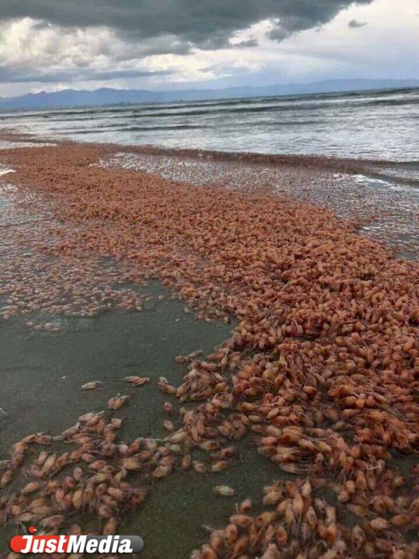 На пляж в Новой Зеландии выбросило миллионы дохлых креветок - Фото 2
