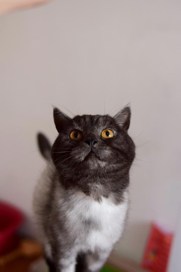 Мяукающий Талисман хочет принести в дом удачу, он ищет дом через JUSTПУХ - Фото 2