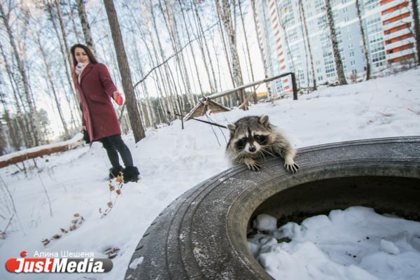 Дарья Вепрева и енот Ракета: «Желаем вам теплых деньков». В Екатеринбурге -11 - Фото 6