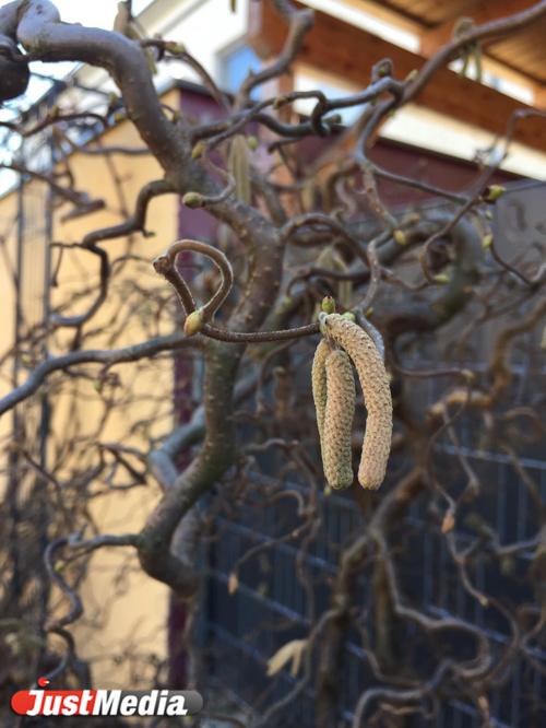 Анна Иванова, Венская русская школа: «Февраль - самый холодный месяц в Вене, как и в Екатеринбурге». В городе -4 - Фото 4