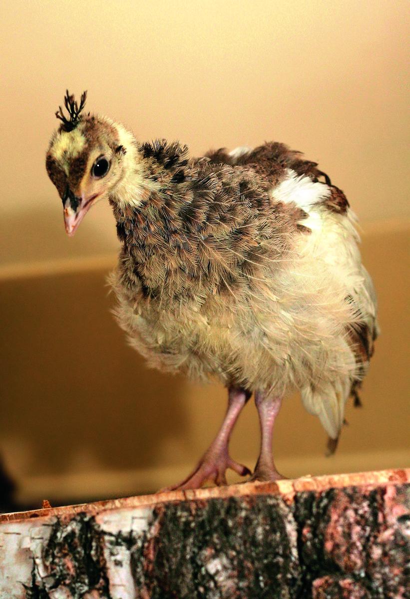 Птенец павлина фото как выглядит