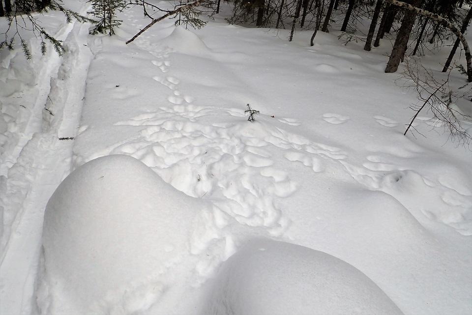 Снежок в руке. Нашли в снегу или снеге. Нашли в снегу или снеге. Рука торчит из снега. Рука торчающпя из снега.