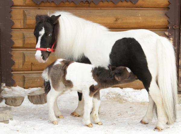 В Екатеринбургском зоопарке у американских лошадей родился жеребенок - Фото 2