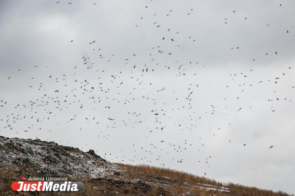 Репортаж с помоек. Как «Спецавтобаза» работает после изменения законодательства - Фото 12