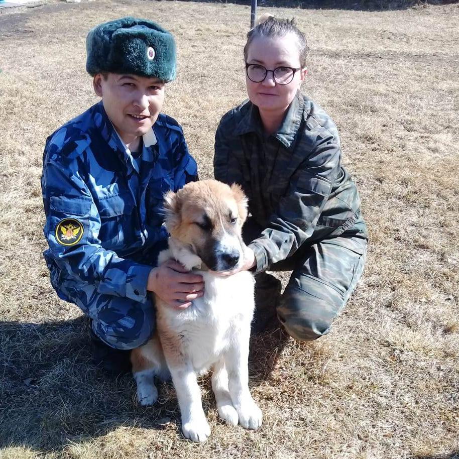 Собаки кировская область Собаки кировская область