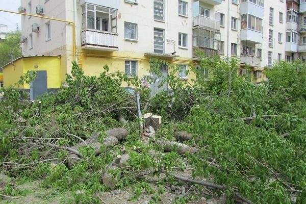 В Екатеринбурге на улице Декабристов снесли десятки деревьев ради детской площадки - Фото 3