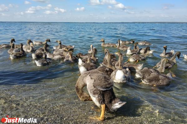 Уральское море, археологические памятники и лучшие песочные пляжи. Топ-5 челябинских озер для жителей Екатеринбурга - Фото 8