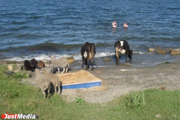 Уральское море, археологические памятники и лучшие песочные пляжи. Топ-5 челябинских озер для жителей Екатеринбурга - Фото 11