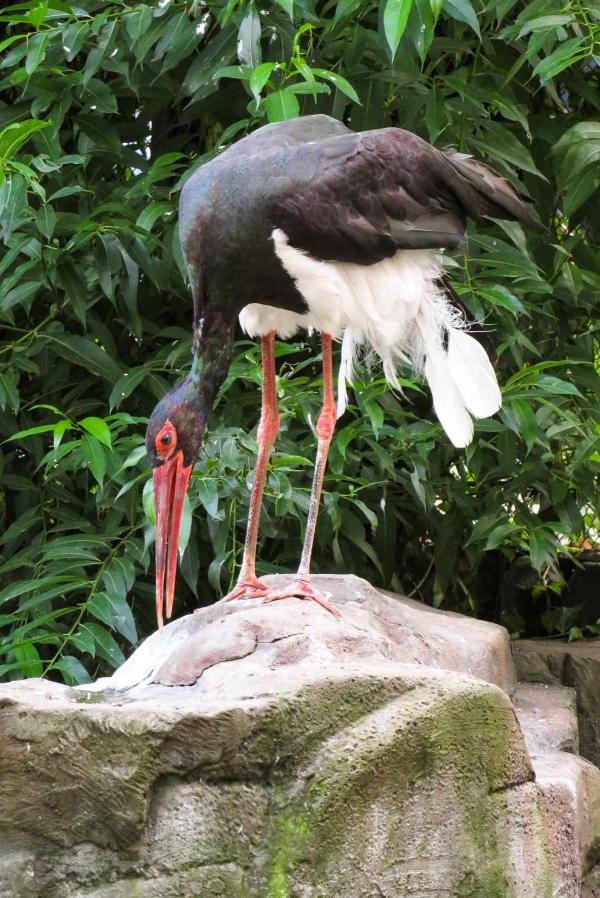 Черный аист из Екатеринбурга «родила» в Москве - Фото 2