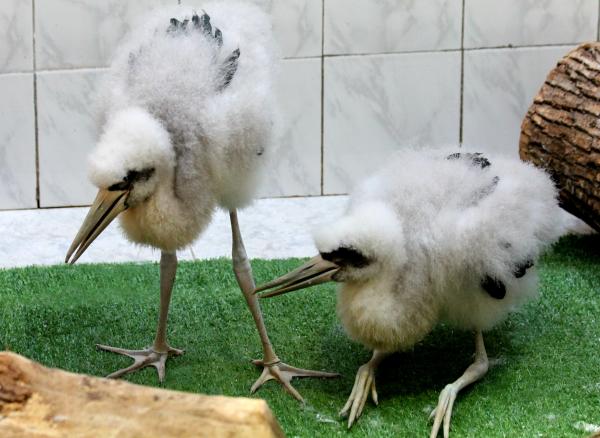 Черный аист из Екатеринбурга «родила» в Москве - Фото 3