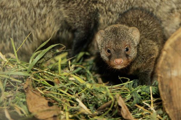 В екатеринбургском зоопарке у пары полосатых мангустов родились малыши - Фото 2