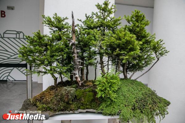 Связать город с лесом и превратить набережную в кольцевую рощу. Иностранные архитекторы и чиновники обсудили проект озеленения Екатеринбурга - Фото 11