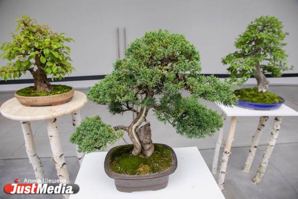 Связать город с лесом и превратить набережную в кольцевую рощу. Иностранные архитекторы и чиновники обсудили проект озеленения Екатеринбурга - Фото 4