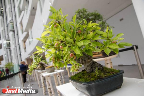 Связать город с лесом и превратить набережную в кольцевую рощу. Иностранные архитекторы и чиновники обсудили проект озеленения Екатеринбурга - Фото 14