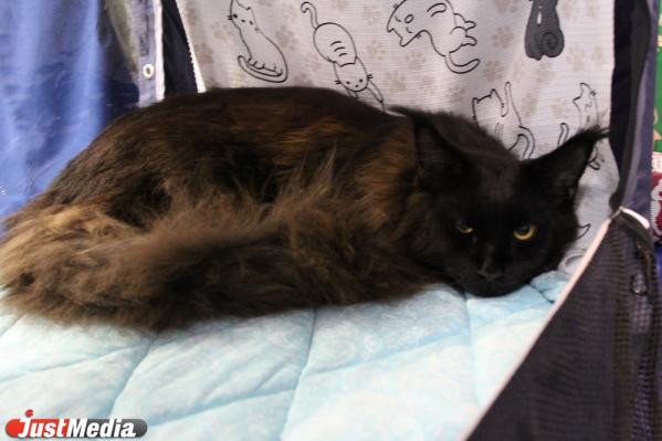 Автомобили, кошки и картон: как в Екатеринбурге отпраздновали День города  - Фото 10