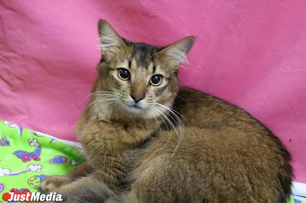 Автомобили, кошки и картон: как в Екатеринбурге отпраздновали День города  - Фото 11