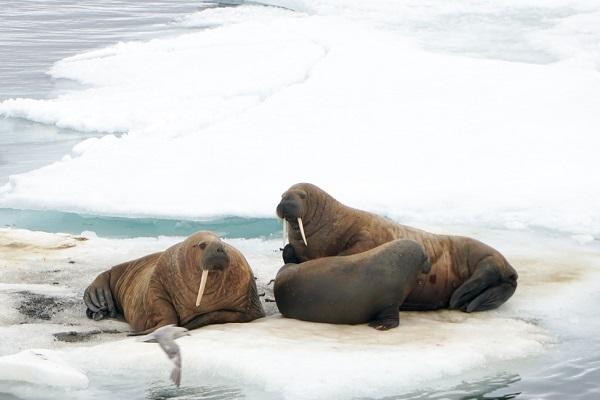 Дети из Свердловской области покорили Северный полюс - Фото 6