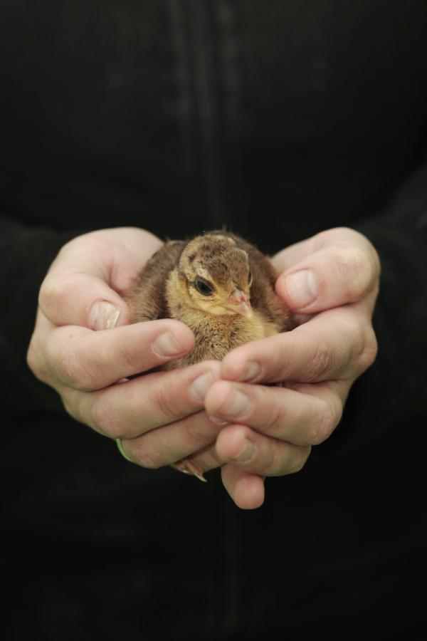 Павлины из екатеринбургского зоопарка дали потомство - Фото 3
