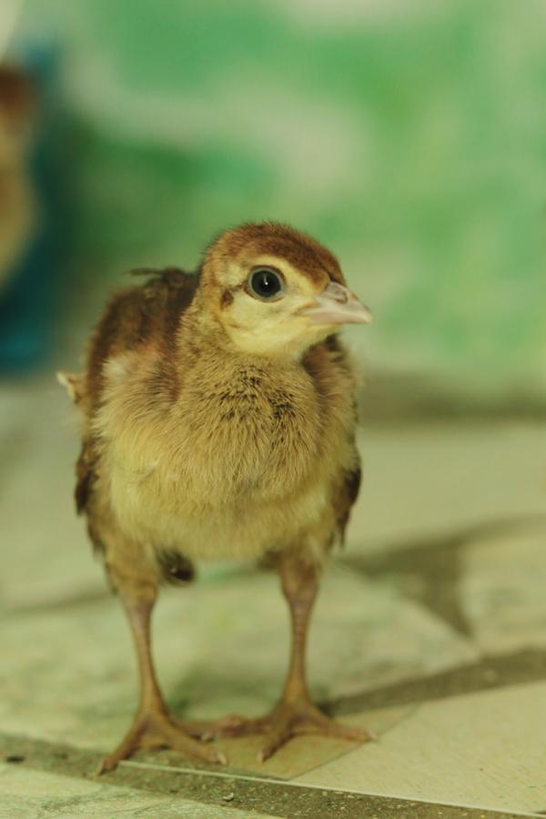 Павлины из екатеринбургского зоопарка дали потомство - Фото 4