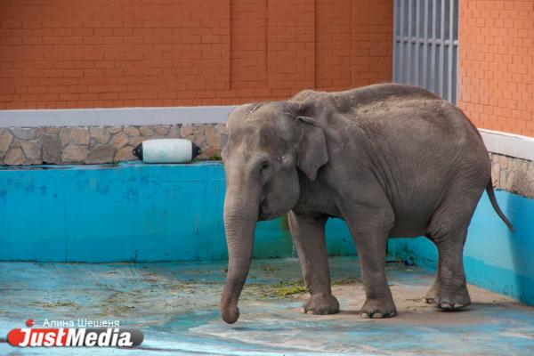  Капризная слониха Даша всегда держит ноги в идеальном состоянии и признает только одного мастера по маникюру. ZOOJUST - Фото 5