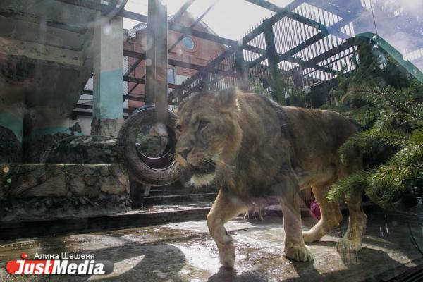 Львица из Ялты сделала екатеринбургского царя зверей подкаблучником. ZOOJUST - Фото 2