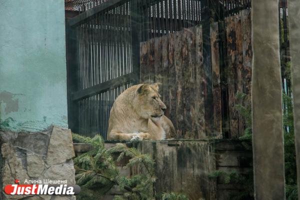 Львица из Ялты сделала екатеринбургского царя зверей подкаблучником. ZOOJUST - Фото 3